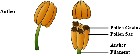 CBSE Sample Papers Class 11 Biology